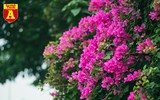 Hoa giấy bung nở khoe sắc ở Hà Nội
